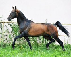 stallion Tuareg (Akhal-Teke, 2007, from Dagomys 9)