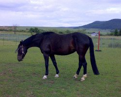 broodmare Luna 1407 (German Sport Horse, 2004, from Luxelot)