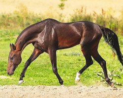 horse Aukhar (Akhal-Teke, 2007, from Garausup)