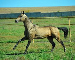 horse Diamond (Akhal-Teke, 2007, from Amuzgi)