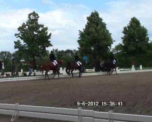 Video of merlin