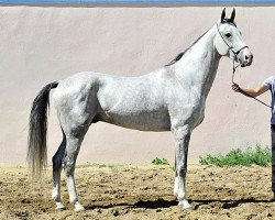 horse Argamak (Akhal-Teke, 2003, from Manas)