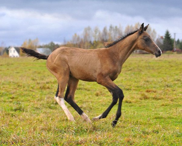 Pferd Manon-Geli (Achal Tekkiner, 2012, von Dagat-Geli)