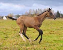 horse Manon-Geli (Akhal-Teke, 2012, from Dagat-Geli)