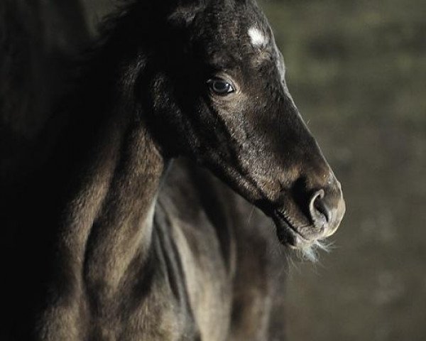 Pferd Nefertari-Geli (Achal Tekkiner, 2012, von Tokhtamysh)