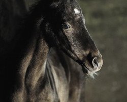 horse Nefertari-Geli (Akhal-Teke, 2012, from Tokhtamysh)