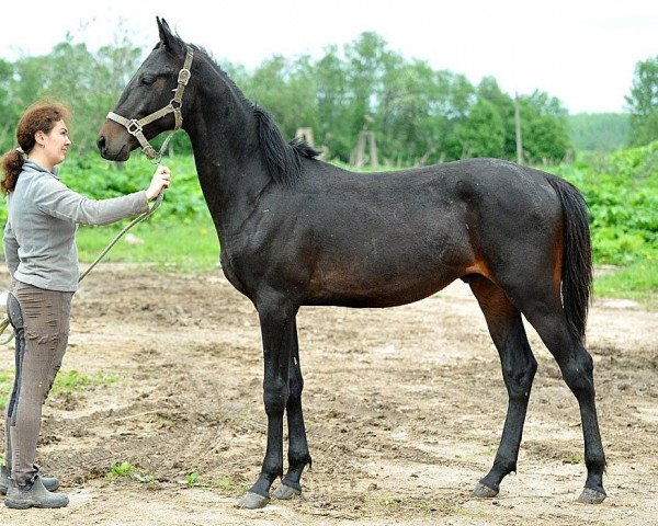 Pferd Goliaf-Geli (Achal Tekkiner, 2012, von Tokhtamysh)