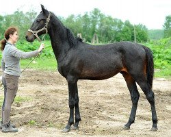 horse Goliaf-Geli (Akhal-Teke, 2012, from Tokhtamysh)