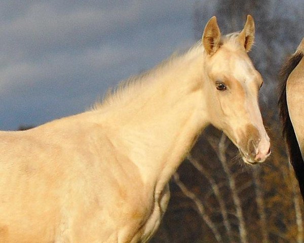 horse Samum-Geli (Akhal-Teke, 2012, from Damir-Geli)