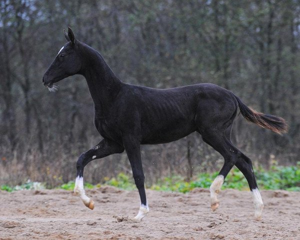 horse Timudjin-Geli (Akhal-Teke, 2012, from Tokhtamysh)