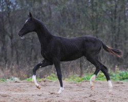 horse Timudjin-Geli (Akhal-Teke, 2012, from Tokhtamysh)