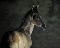 horse Ulysses-Geli (Akhal-Teke, 2012, from Dagat-Geli)