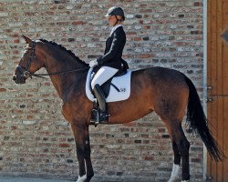 dressage horse Delice G (Rhinelander, 2007, from Don Marco 3)