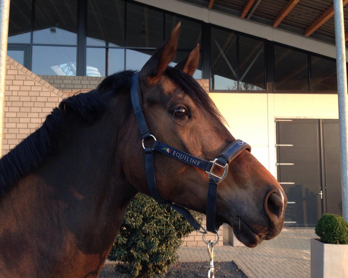 broodmare Bauerstochter (Rhinelander, 2009, from Beltoni)