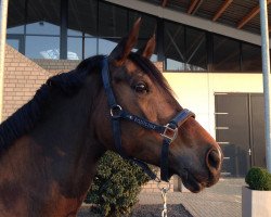 dressage horse Bauerstochter (Rheinländer, 2009, from Beltoni)