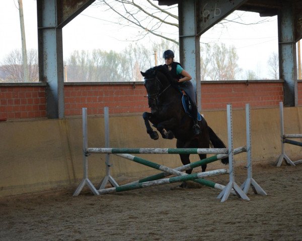 dressage horse Augias (Westphalian, 2007, from Arpeggio)