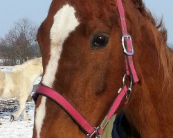 broodmare Hazle (Hanoverian, 1992, from Hitchcock)