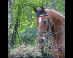 horse Grand Manier 28 (Hanoverian, 1995, from Grand Cru)