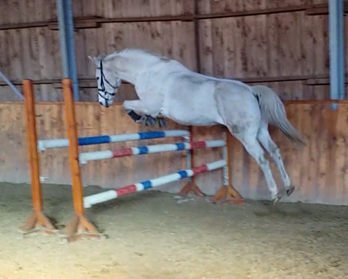 horse Wait and see 7 (Hanoverian, 2000, from Wonderland)