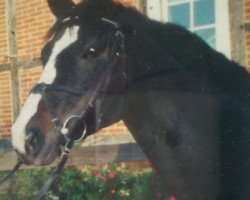 broodmare Ravienne (Hanoverian, 1998, from Ravallo 115 FIN)