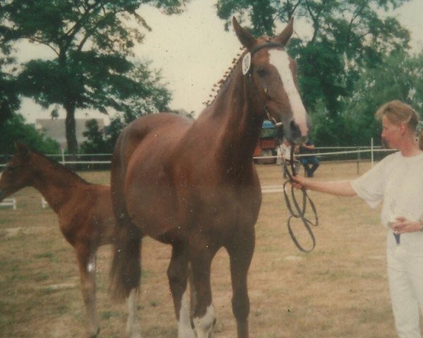 broodmare Desiree (German Sport Horse, 2003, from Domenico xx)