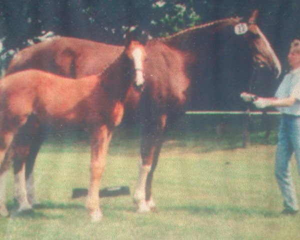 Zuchtstute Klischee (Sachsen-Anhaltiner, 2001, von Kolibri)