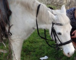 horse Happy Bumblebee (Welsh-Pony (Section B), 1997, from Widukind Radnor)