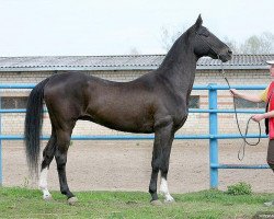 stallion Yas Yar (Akhal-Teke, 1994, from Yasman)