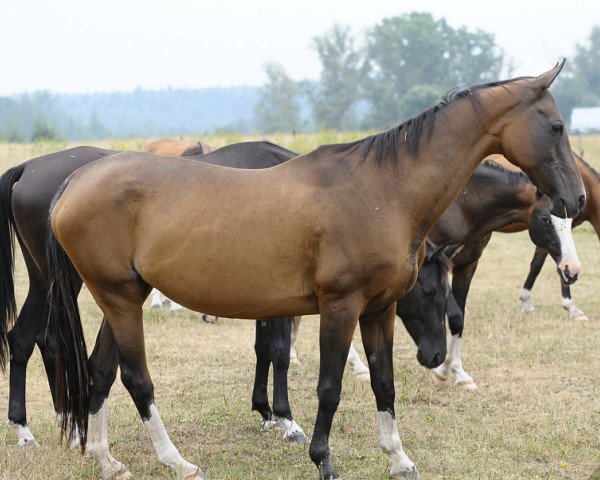 broodmare Yasurli (Akhal-Teke, 1994, from Yasman)