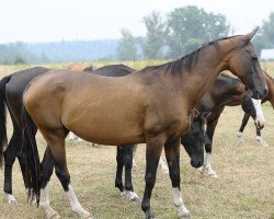 Zuchtstute Yasurli (Achal Tekkiner, 1994, von Yasman)