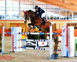 jumper Cadetto van het Keizershof (Belgian Warmblood, 2002, from Casmir Z)