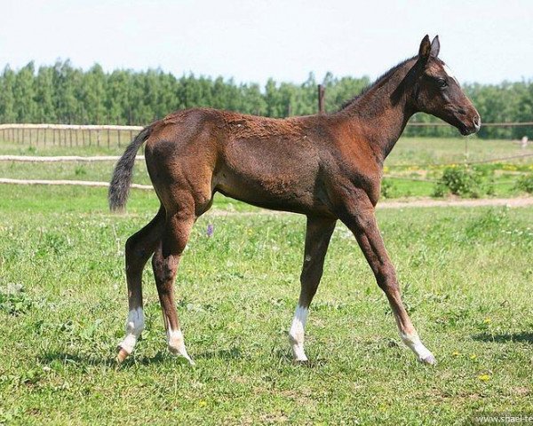 Pferd Smadar (Achal Tekkiner, 2011, von Saivan)