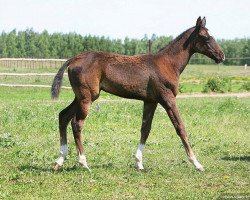 horse Smadar (Akhal-Teke, 2011, from Saivan)