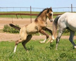 horse Shaul (Akhal-Teke, 2011, from Saivan)