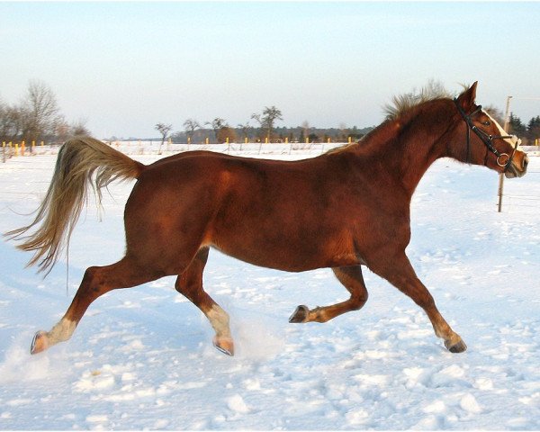 Pferd Die Blondine (Westfale, 1994, von Der Clou)