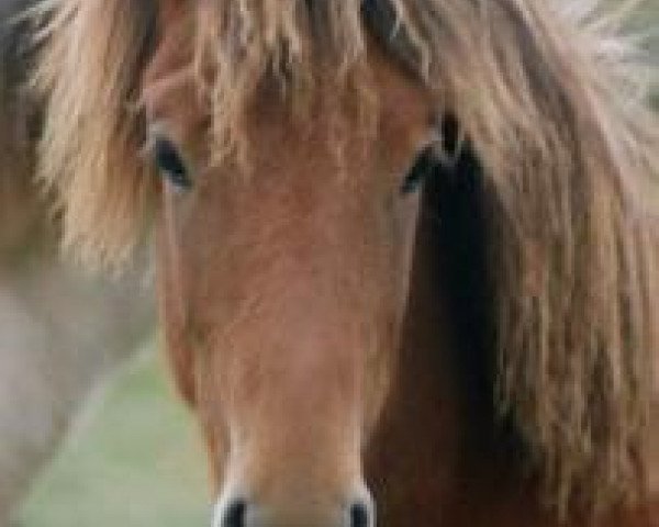 Pferd Keilir von Heidmoor (Islandpferd, 2003, von Stefnir fra Sandholaferju)