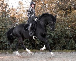 dressage horse Santo Hit (Hanoverian, 2018, from Sandro Hit)