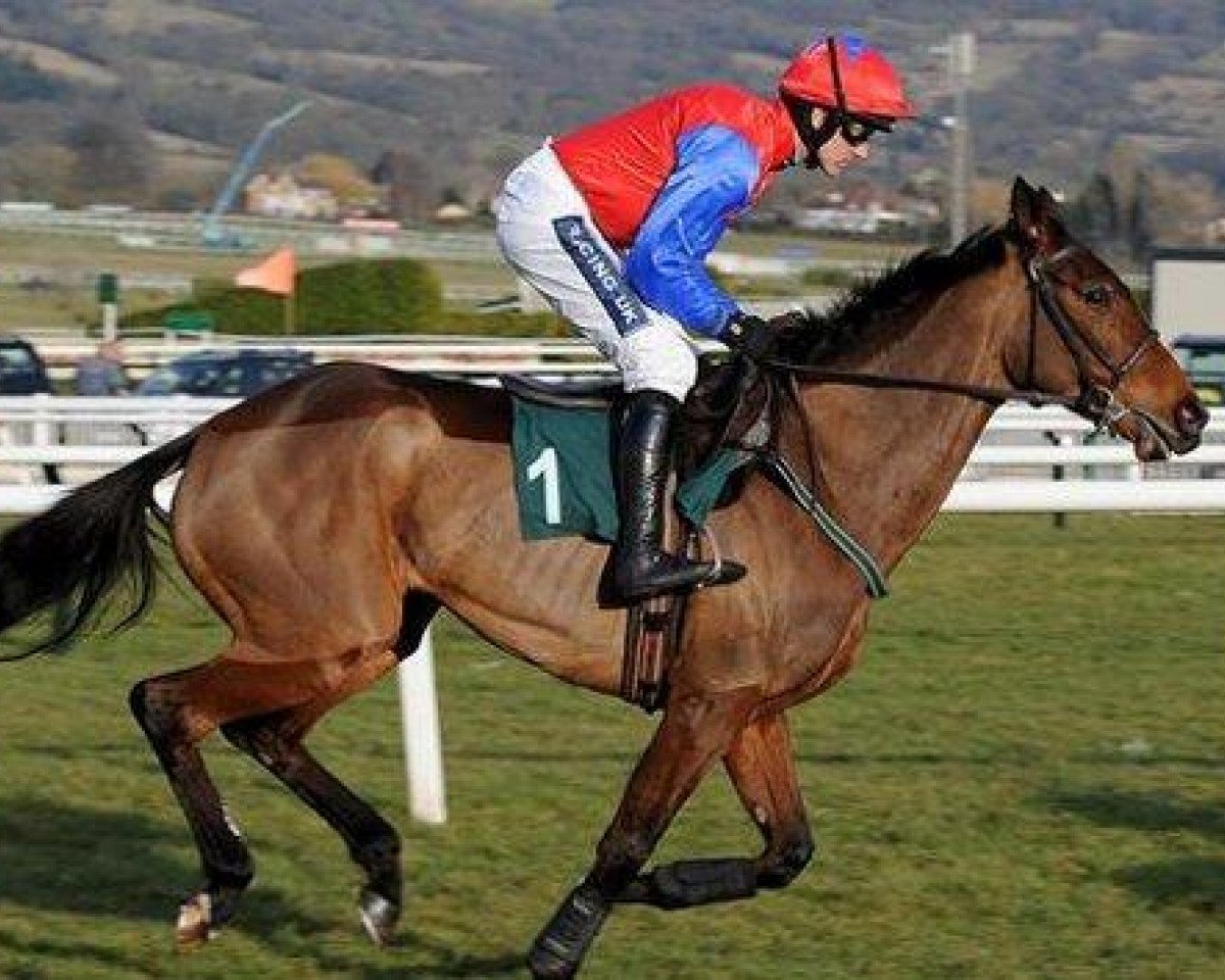 Pferd Quevega (Selle Français, 2004, von Robin Des Champs xx)