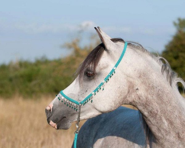 horse AL Zanadik (Arabian thoroughbred, 2002, from Damir El Shaklan ox)