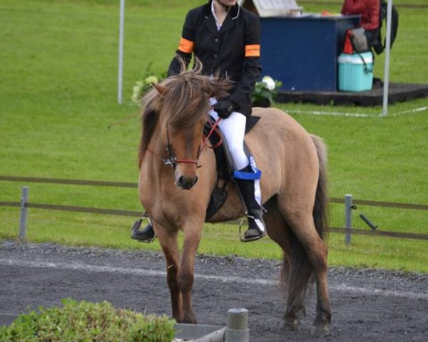 broodmare Svala (Iceland Horse, 2003, from Mosi vom Dissenbachtal)