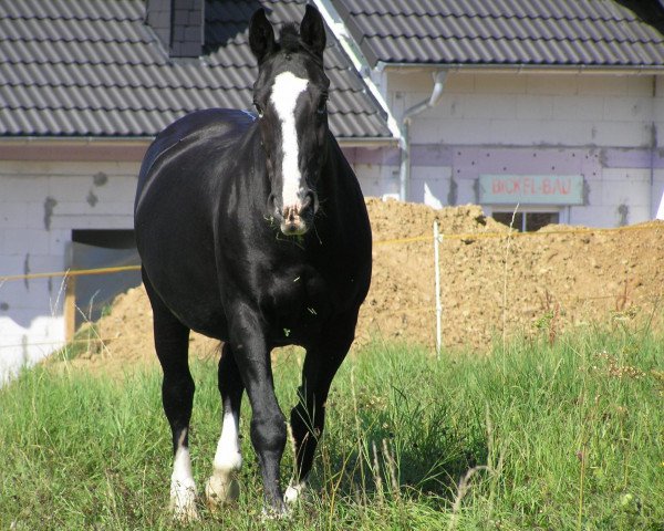 broodmare Reduta (Schlesier, 1989, from Glöckner 1433 Mo)