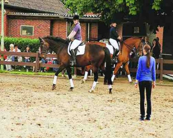 dressage horse Luxikus (Oldenburg, 2005, from Luxano)