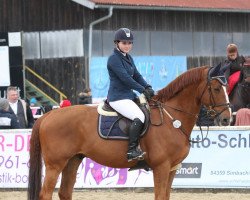 jumper Liquide (Oldenburg show jumper, 2004, from Le Tot de Semilly)