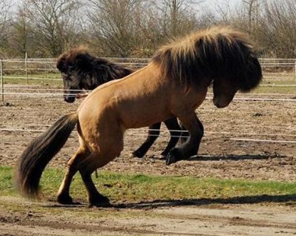 horse Haukur vom Trollstieg (Iceland Horse, 2003, from Hlynur frá Kjarnholtum I)