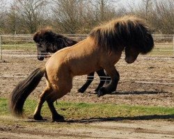 horse Haukur vom Trollstieg (Iceland Horse, 2003, from Hlynur frá Kjarnholtum I)