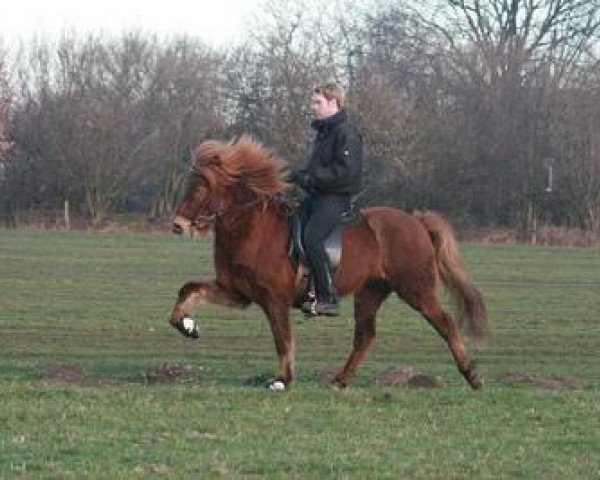 broodmare Hlyna von Vinkona (Iceland Horse, 2003, from Orri vom Stoertal)