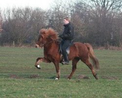 broodmare Hlyna von Vinkona (Iceland Horse, 2003, from Orri vom Stoertal)