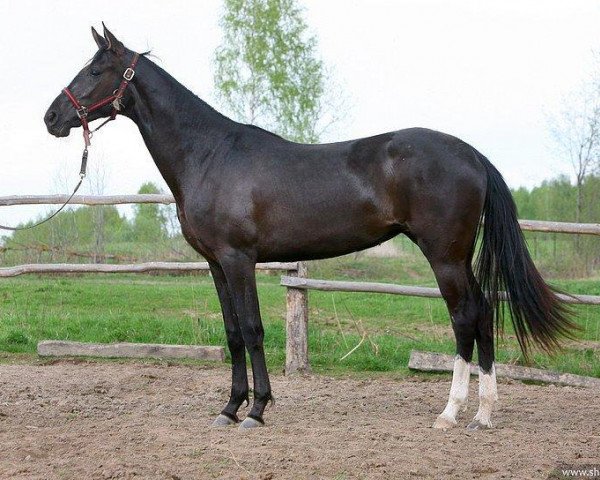 broodmare Halisat Shael (Akhal-Teke, 2007, from Garant)