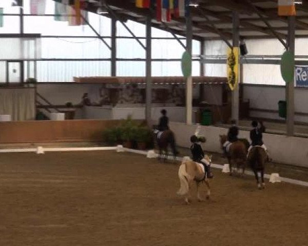 Ponymeeting Gahlen 2012
Sonntag, den 21.10.2012
02. Dressur Pony-Reiter WB
