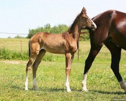 broodmare Hava (Akhal-Teke, 2011, from Saivan)